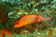 Cirrhitichthys oxycephalus-La Paz Epave Fang Ming-5m-20181026-Denis-ADER-DSC_0446_tn
